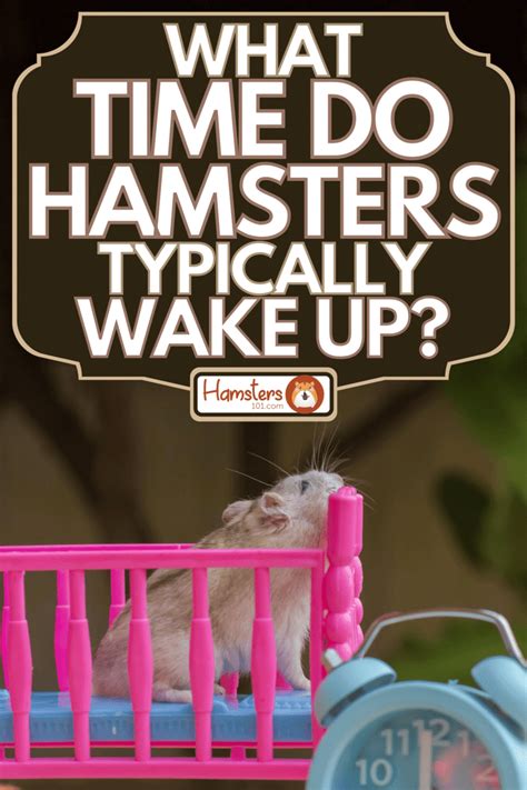 Is it OK to wake up a hamster?