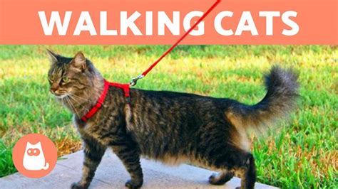 Is it OK to walk a cat on a leash?