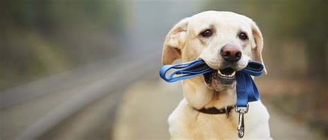 Is it OK to walk a dog with a collar?