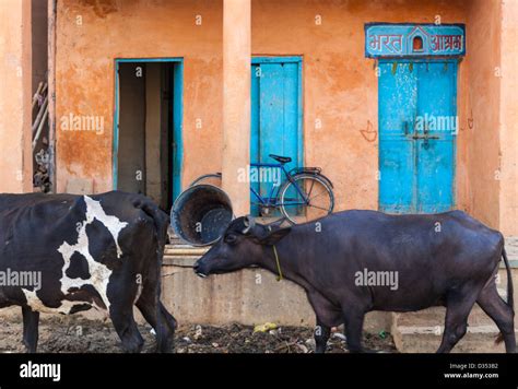 Is it OK to walk past cows?