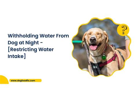 Is it OK to withhold water from a puppy at night?