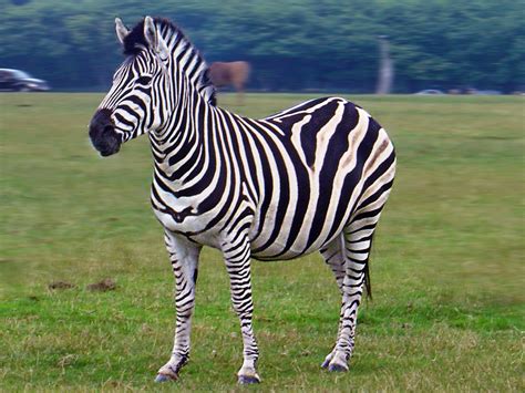 Is it Zeebra or zebra?