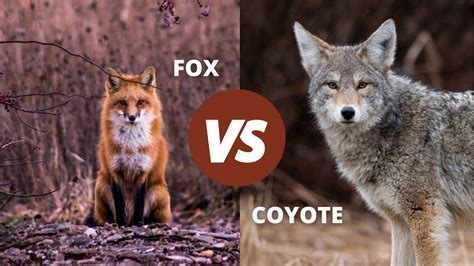 Is it a coyote or fox?