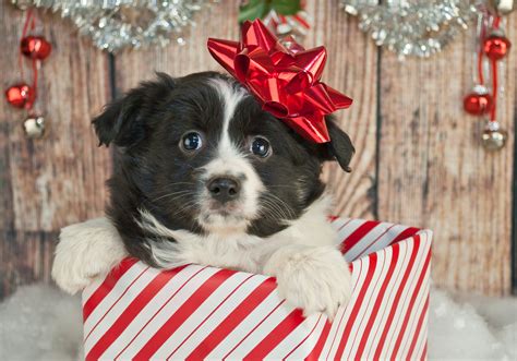 Is it a good idea to get a puppy for Christmas?