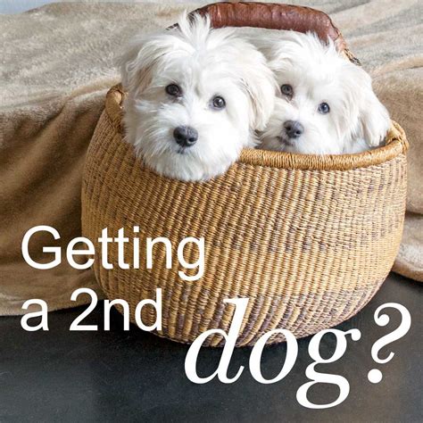 Is it a good idea to get a second dog?