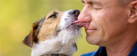 Is it a kiss when dogs lick you?