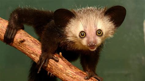 Is it aye-aye or just aye?