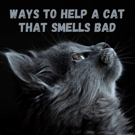 Is it bad for cats to smell vinegar?