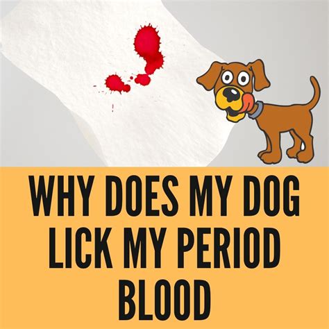 Is it bad for dog to lick period blood?