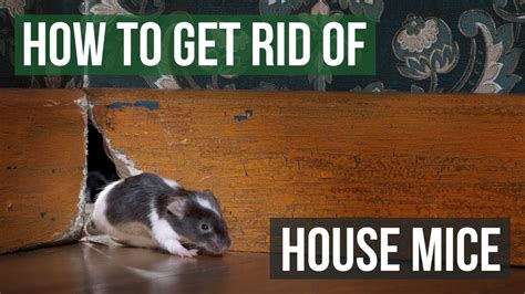Is it bad if you see a mouse in your house?