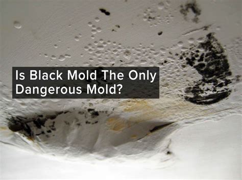 Is it bad to disturb black mold?