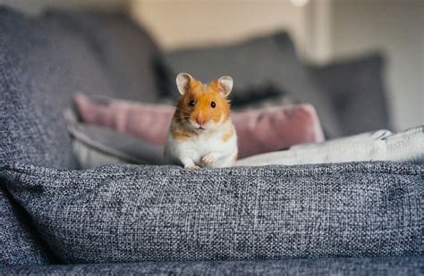 Is it bad to have a hamster in your room?