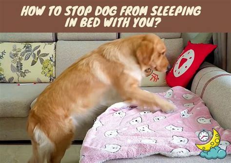Is it bad to interrupt dog sleep?