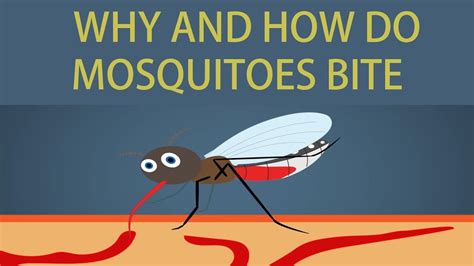 Is it bad to let mosquitoes bite you?