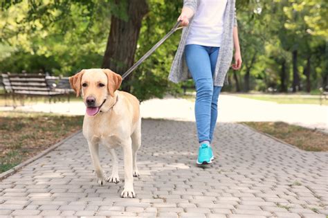 Is it bad to let your dog lead the walk?