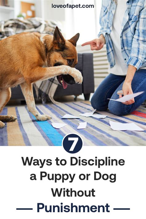 Is it bad to punish a puppy?