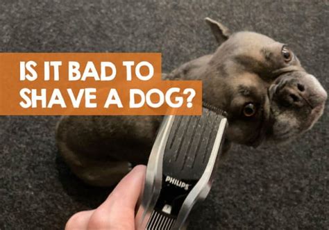 Is it bad to shave your dog's fur?