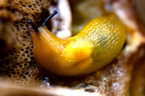 Is it bad to touch banana slugs?