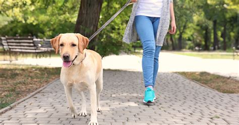 Is it bad to walk your dog everyday?