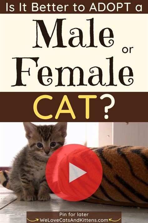 Is it better to adopt a male or female cat?