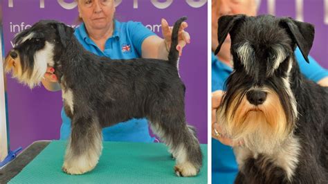Is it better to clip or strip a Schnauzer?