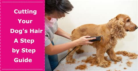 Is it better to cut a dog's hair wet or dry?