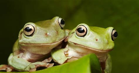 Is it better to have 1 or 2 frogs?