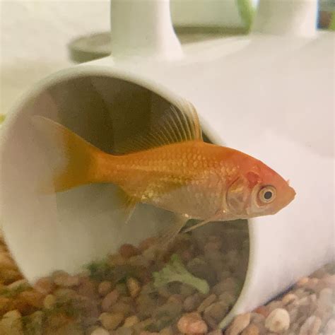 Is it better to have 1 or 2 goldfish?