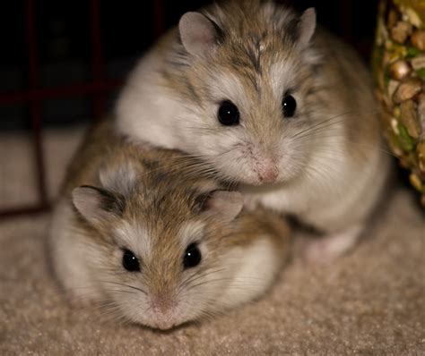 Is it better to have 2 Dwarf hamsters or 1?