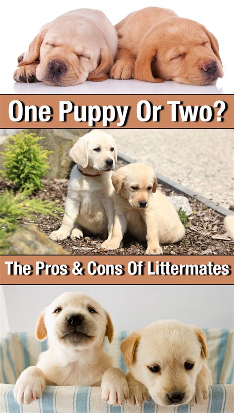 Is it better to have 2 dogs or 1?