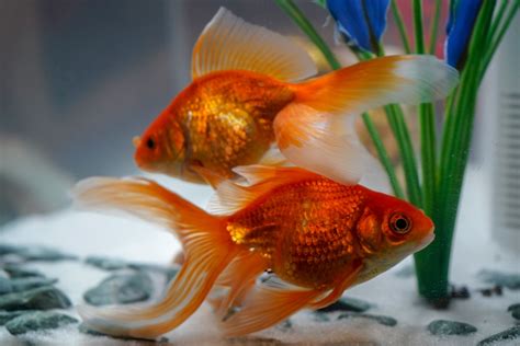 Is it better to have 2 goldfish?