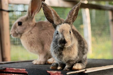 Is it better to have 2 male rabbits or 2 females?