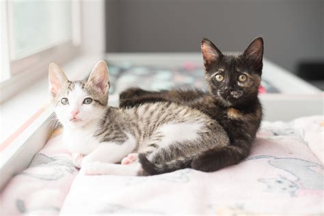 Is it better to have two kittens?