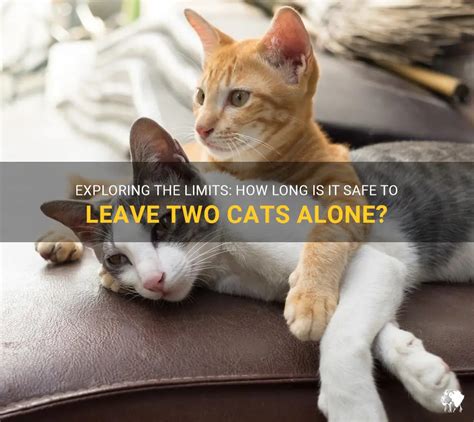 Is it better to leave 2 cats alone?
