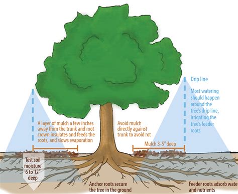 Is it better to root in water or soil?