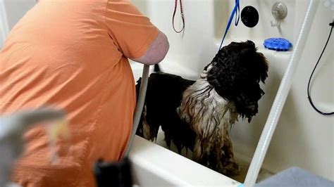 Is it better to shave a dog wet or dry?