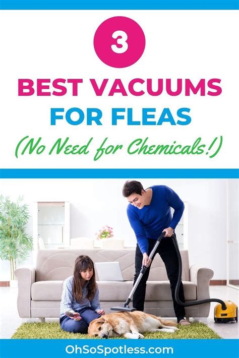 Is it better to vacuum or spray for fleas?