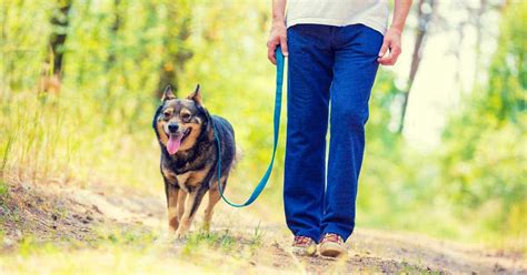 Is it better to walk dog off leash?