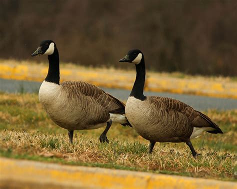 Is it called goose or geese?