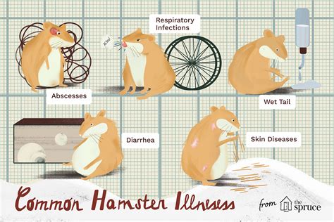 Is it common for hamsters to get sick?