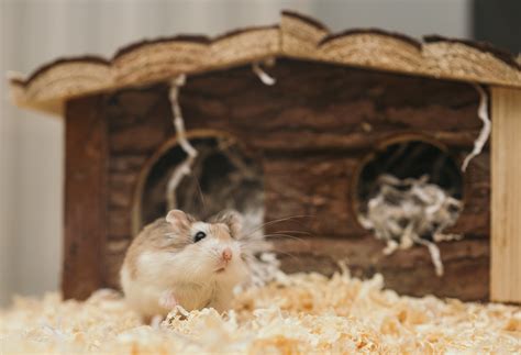 Is it common for hamsters to have mites?