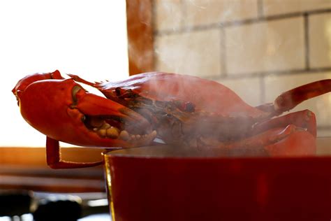 Is it cruel to boil crabs?