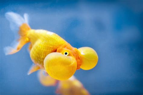 Is it cruel to breed bubble-eye goldfish?