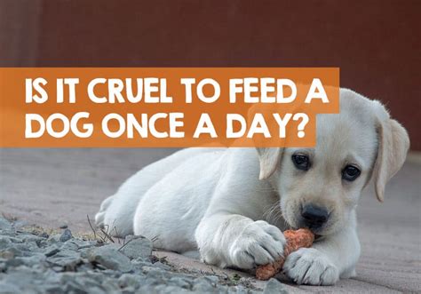 Is it cruel to feed a dog once a day?