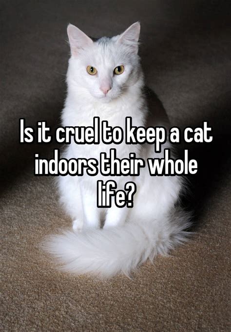 Is it cruel to keep a cat indoors?