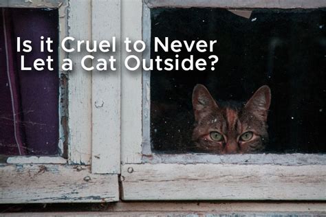 Is it cruel to keep a cat outside?