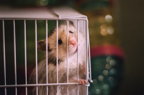 Is it cruel to keep a hamster in a cage?