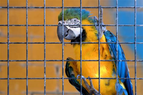 Is it cruel to keep a pet bird?