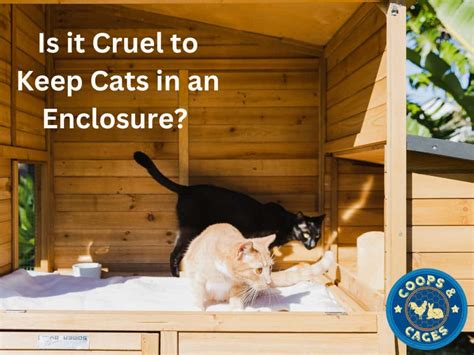 Is it cruel to keep cats in an enclosure?