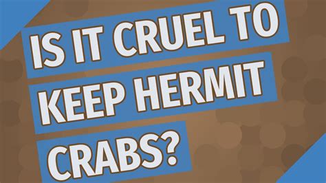 Is it cruel to keep hermit crabs?